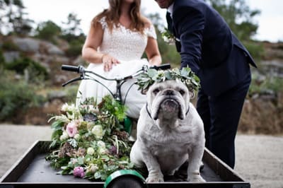Brudepar med bulldog pyntet med blomsterkrans